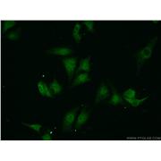 VCP Rabbit Polyclonal Antibody (10736-1-AP)