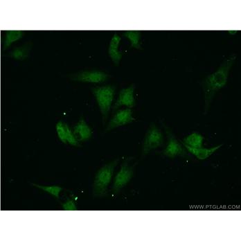 VCP Rabbit Polyclonal Antibody (10736-1-AP)