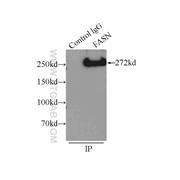 FASN Rabbit Polyclonal Antibody (10624-2-AP)