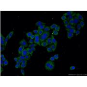 RHOA Rabbit Polyclonal Antibody (10749-1-AP)