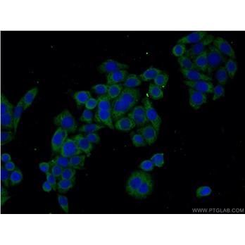 RHOA Rabbit Polyclonal Antibody (10749-1-AP)
