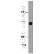 PUF60 Rabbit Polyclonal Antibody (10810-1-AP)