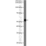 MUS81 Rabbit Polyclonal Antibody (11018-1-AP)