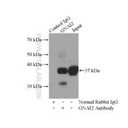 GNAI2 Rabbit Polyclonal Antibody (11136-1-AP)