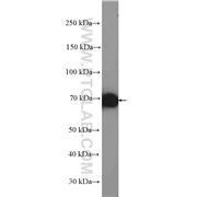 HSPA8 Rabbit Polyclonal Antibody (10654-1-AP)