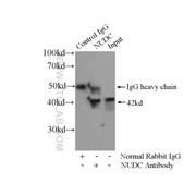 NUDC Rabbit Polyclonal Antibody (10681-1-AP)