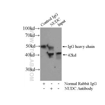 NUDC Rabbit Polyclonal Antibody (10681-1-AP)