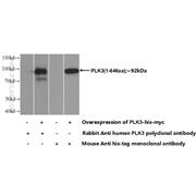 PLK3 Rabbit Polyclonal Antibody (10977-1-AP)