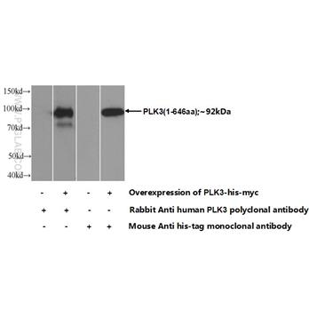 PLK3 Rabbit Polyclonal Antibody (10977-1-AP)