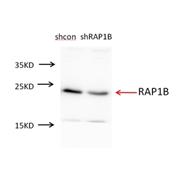 RAP1B Rabbit Polyclonal Antibody (10840-1-AP)