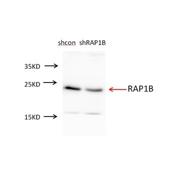 RAP1B Rabbit Polyclonal Antibody (10840-1-AP)