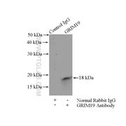 NDUFA13 Rabbit Polyclonal Antibody (10986-1-AP)