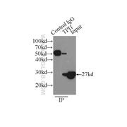 TPI1 Rabbit Polyclonal Antibody (10713-1-AP)
