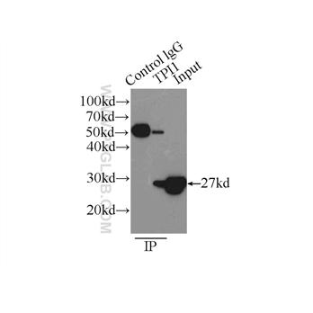 TPI1 Rabbit Polyclonal Antibody (10713-1-AP)