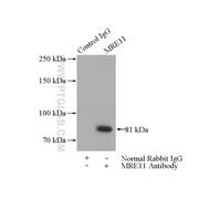 MRE11A Rabbit Polyclonal Antibody (10744-1-AP)