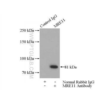 MRE11A Rabbit Polyclonal Antibody (10744-1-AP)