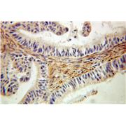 EMILIN1 Rabbit Polyclonal Antibody (10643-1-AP)