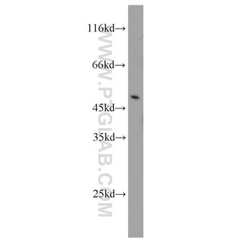 AHCY Rabbit Polyclonal Antibody (10757-2-AP)