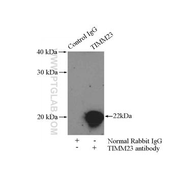 TIMM23 Rabbit Polyclonal Antibody (11123-1-AP)