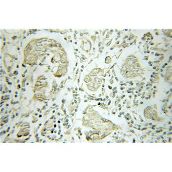 B4GALT3 Rabbit Polyclonal Antibody (11041-1-AP)