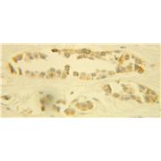 CUL4A Rabbit Polyclonal Antibody (10693-1-AP)