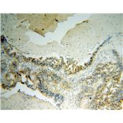 SDC1 Rabbit Polyclonal Antibody (10593-1-AP)