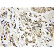 DOM3Z Rabbit Polyclonal Antibody (11015-2-AP)