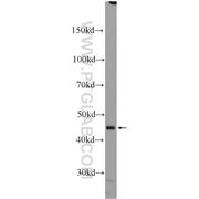 RXRA Rabbit Polyclonal Antibody (10631-1-AP)