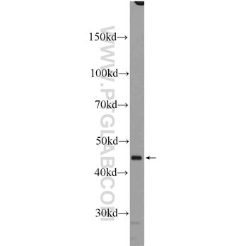 RXRA Rabbit Polyclonal Antibody (10631-1-AP)