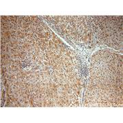 BMI1 Rabbit Polyclonal Antibody (10832-1-AP)