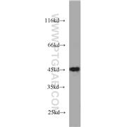 RDBP Rabbit Polyclonal Antibody (10705-1-AP)