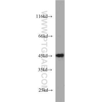 RDBP Rabbit Polyclonal Antibody (10705-1-AP)
