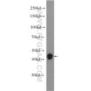 RXRG Rabbit Polyclonal Antibody (11129-1-AP)