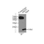 HINT1 Rabbit Polyclonal Antibody (10717-1-AP)