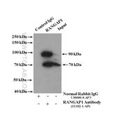 RANGAP1 Rabbit Polyclonal Antibody (11102-1-AP)