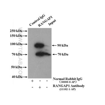 RANGAP1 Rabbit Polyclonal Antibody (11102-1-AP)