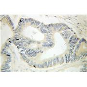 HOOK1 Rabbit Polyclonal Antibody (10871-1-AP)