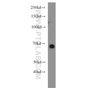 GATA2 Rabbit Polyclonal Antibody (11103-1-AP)
