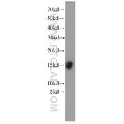 FABP3 Rabbit Polyclonal Antibody (10676-1-AP)