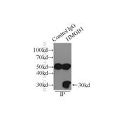 HMGB1 Rabbit Polyclonal Antibody (10829-1-AP)