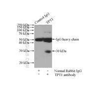TPT1 Rabbit Polyclonal Antibody (10824-1-AP)
