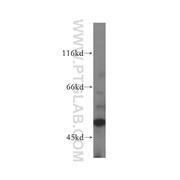 PRIM1 Rabbit Polyclonal Antibody (10773-1-AP)