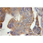POLG2 Rabbit Polyclonal Antibody (10997-2-AP)