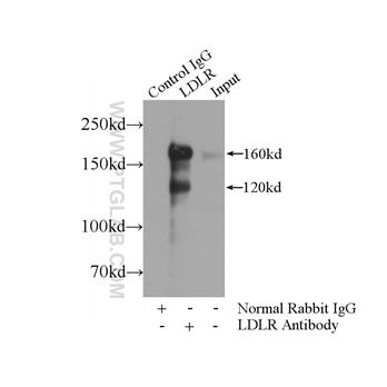 LDLR Rabbit Polyclonal Antibody (10785-1-AP)