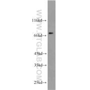 DPP3 Rabbit Polyclonal Antibody (10650-1-AP)