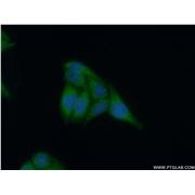 APOL4 Rabbit Polyclonal Antibody (10564-1-AP)