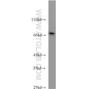 CD24 Rabbit Polyclonal Antibody (10600-1-AP)