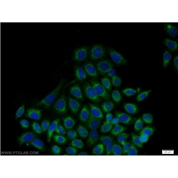 HSP90B1 Rabbit Polyclonal Antibody (10979-1-AP)