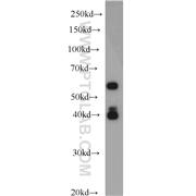 PAIP1 Rabbit Polyclonal Antibody (10675-1-AP)