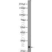 PEBP1 Rabbit Polyclonal Antibody (10575-1-AP)